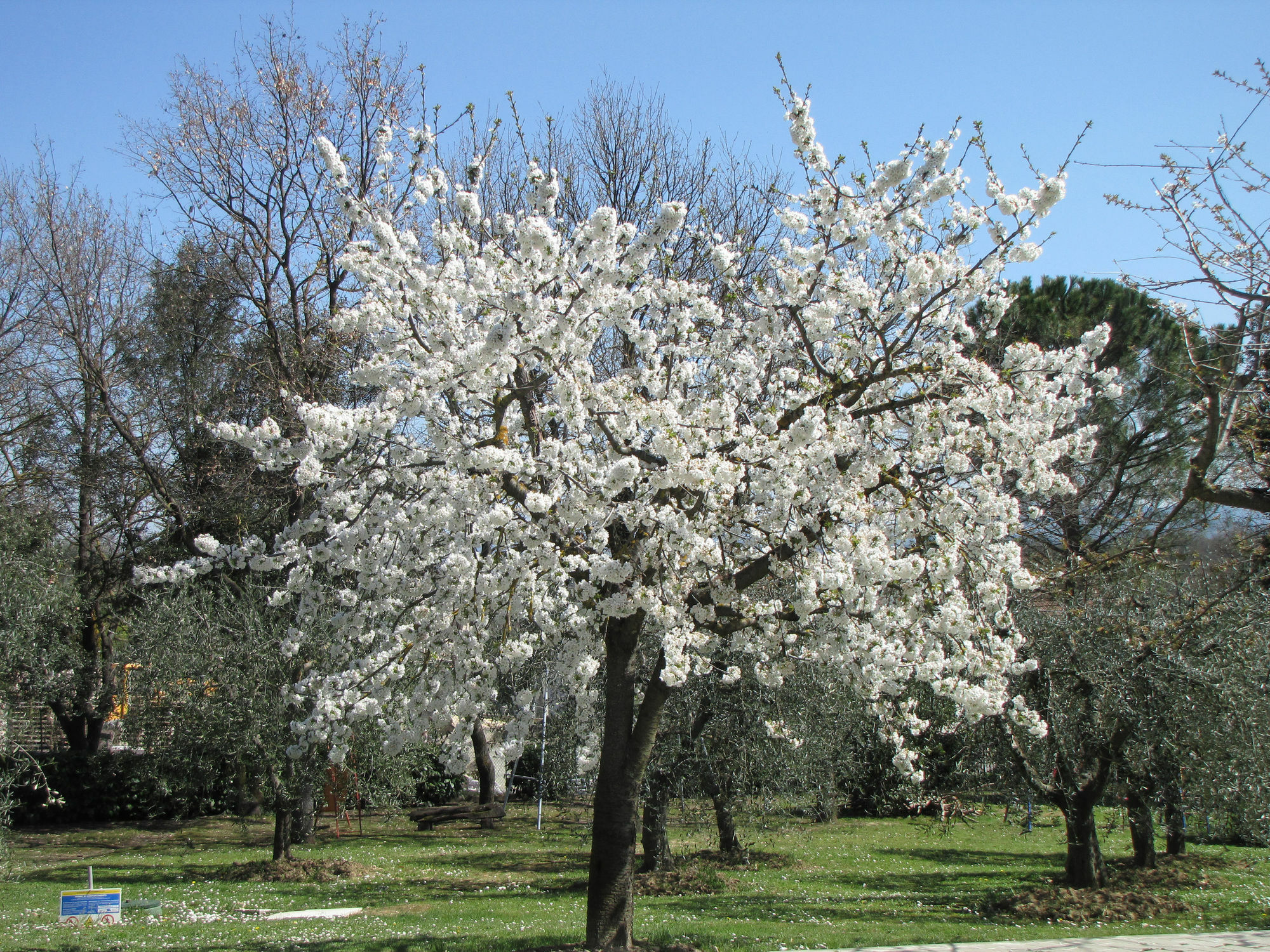 Poggio Delle Rose Tuscany Relais Кьянчано-Терме Экстерьер фото